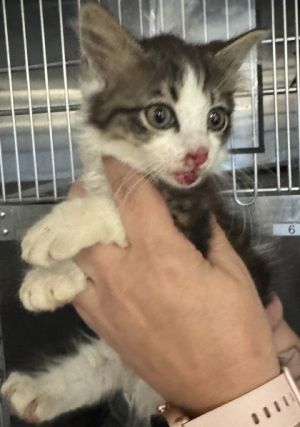 Thumper [Foster] Domestic Short Hair Cat