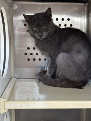 Thunder, an adoptable Domestic Short Hair in Pendleton, OR, 97801 | Photo Image 1