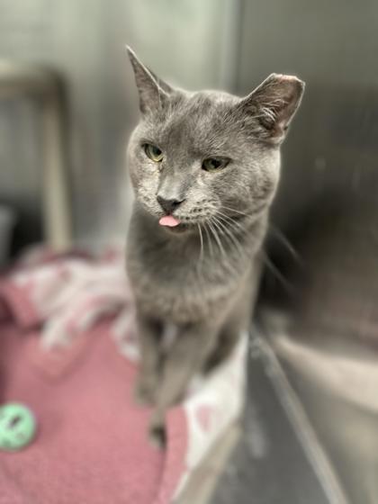 Thunder, an adoptable Domestic Short Hair in Pendleton, OR, 97801 | Photo Image 1
