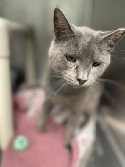 Thunder, an adoptable Domestic Short Hair in Pendleton, OR, 97801 | Photo Image 2