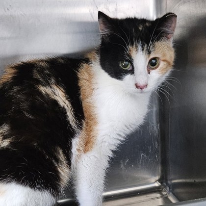 Greer 1, an adoptable Domestic Short Hair in Pendleton, OR, 97801 | Photo Image 1