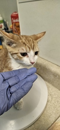 Sam (Flynn), an adoptable Domestic Short Hair in Pendleton, OR, 97801 | Photo Image 1
