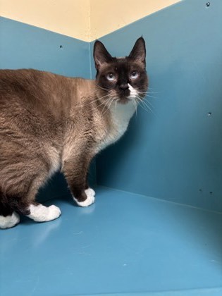 Gwen, an adoptable Domestic Short Hair, Siamese in Pendleton, OR, 97801 | Photo Image 1