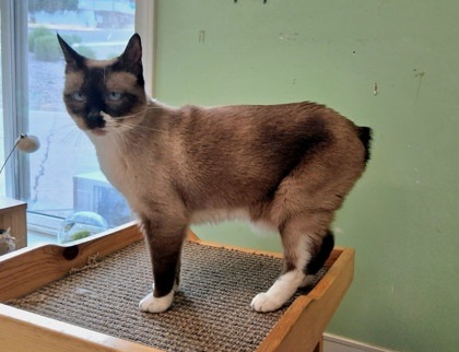 Gwen, an adoptable Domestic Short Hair, Siamese in Pendleton, OR, 97801 | Photo Image 1