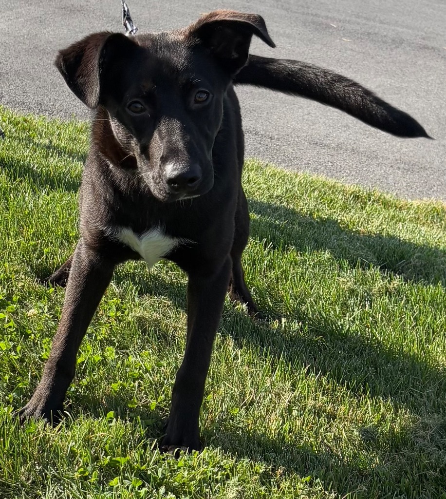 Max