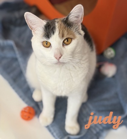 Judy
