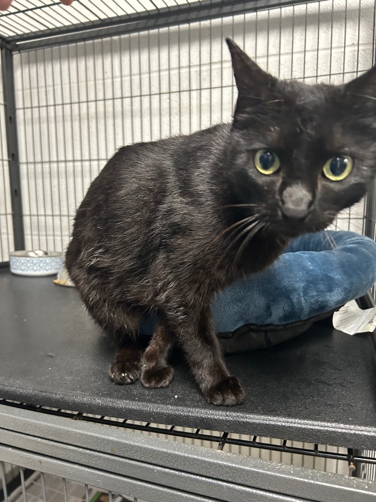 Splash-Adoptable Awaiting S/N