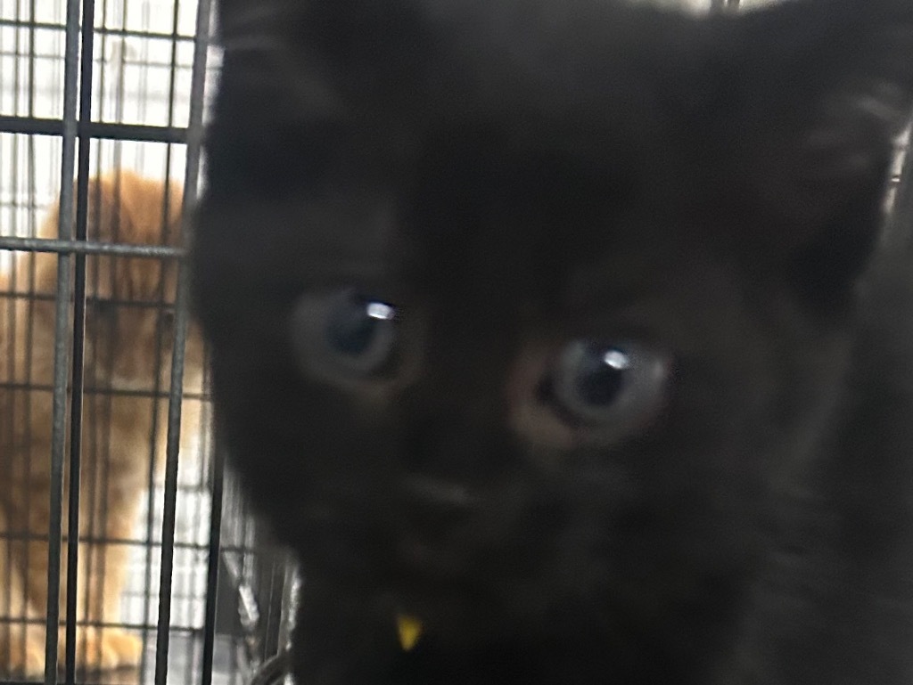 Rebel-Adoptable Awaiting S/N
