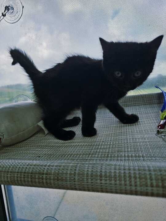 Rebel-Adoptable Awaiting S/N