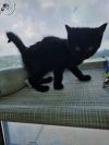 Rebel-Adoptable Awaiting S/N photo 1