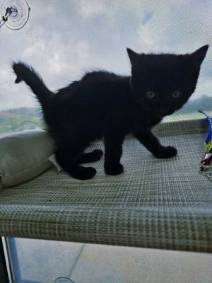 Rebel-Adoptable Awaiting S/N, Young Female Domestic Short Hair