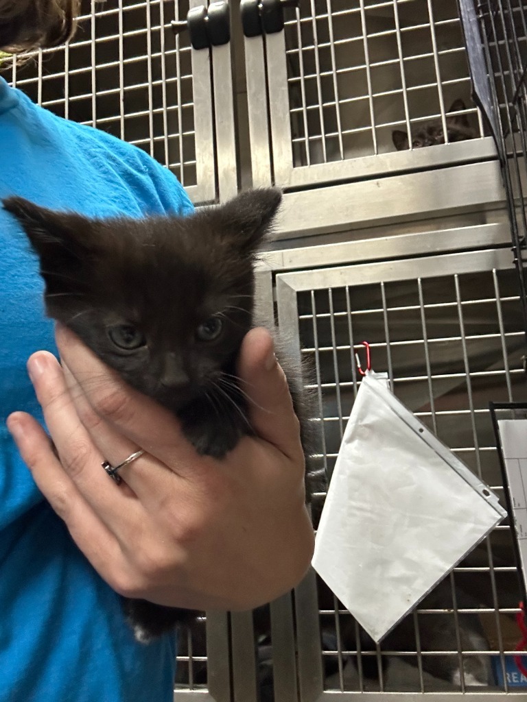 Rebel-Adoptable Awaiting S/N