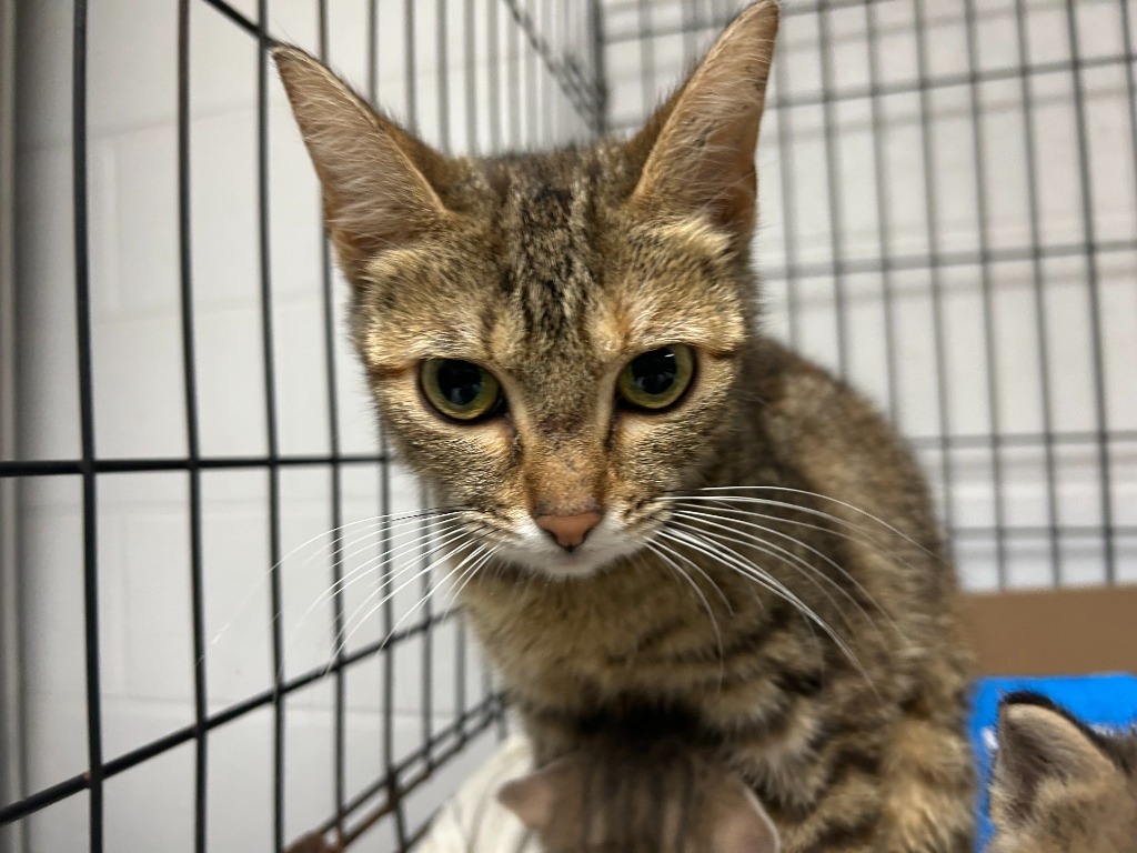Dandelion - Awaiting Foster