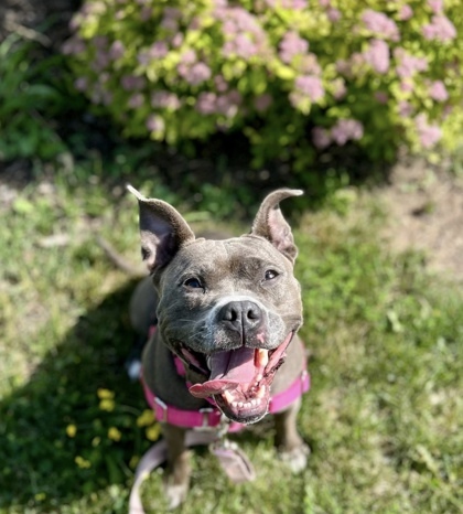 Kardier, an adoptable Mixed Breed in Neenah, WI, 54956 | Photo Image 1