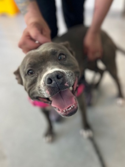 Kardier, an adoptable Mixed Breed in Neenah, WI, 54956 | Photo Image 2