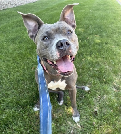 Kardier, an adoptable Mixed Breed in Neenah, WI, 54956 | Photo Image 3