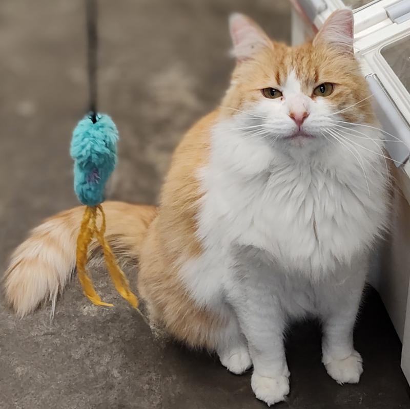 Marigold (Costco cat)