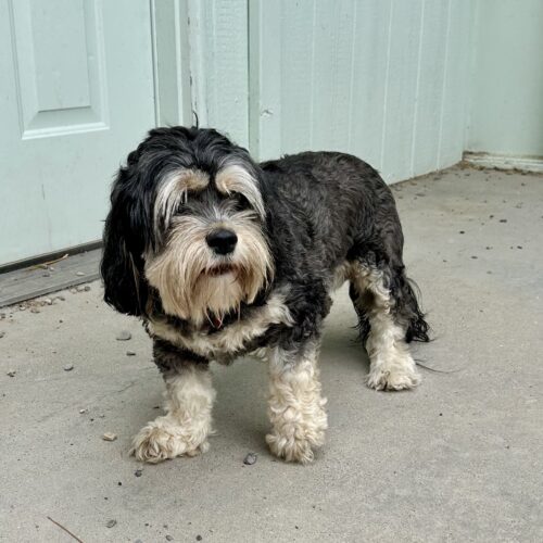 Daisy, an adoptable Cocker Spaniel, Miniature Schnauzer in Dillon, MT, 59725 | Photo Image 1