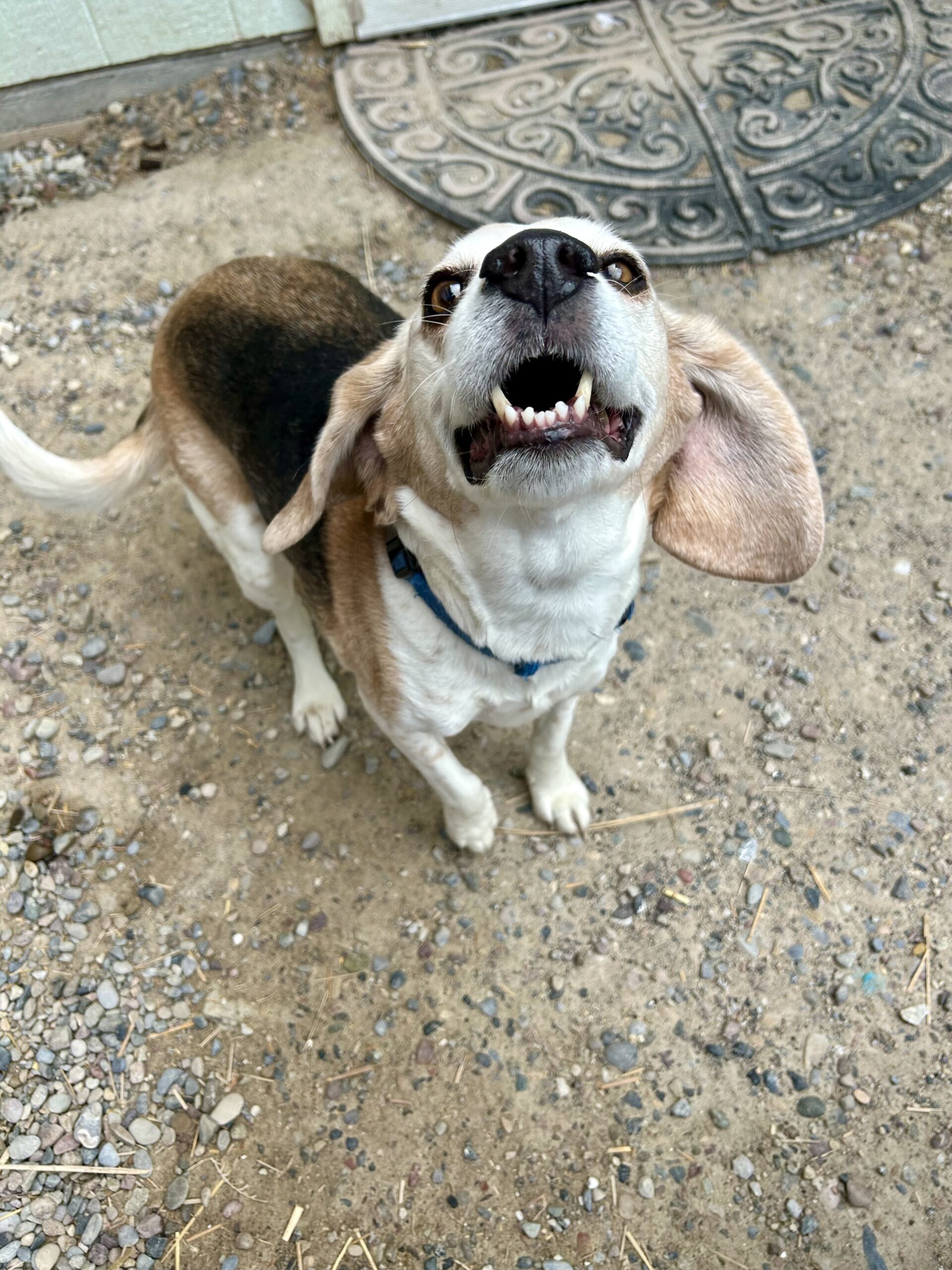 Cody, an adoptable Beagle in Dillon, MT, 59725 | Photo Image 1