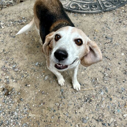 Cody, an adoptable Beagle in Dillon, MT, 59725 | Photo Image 2