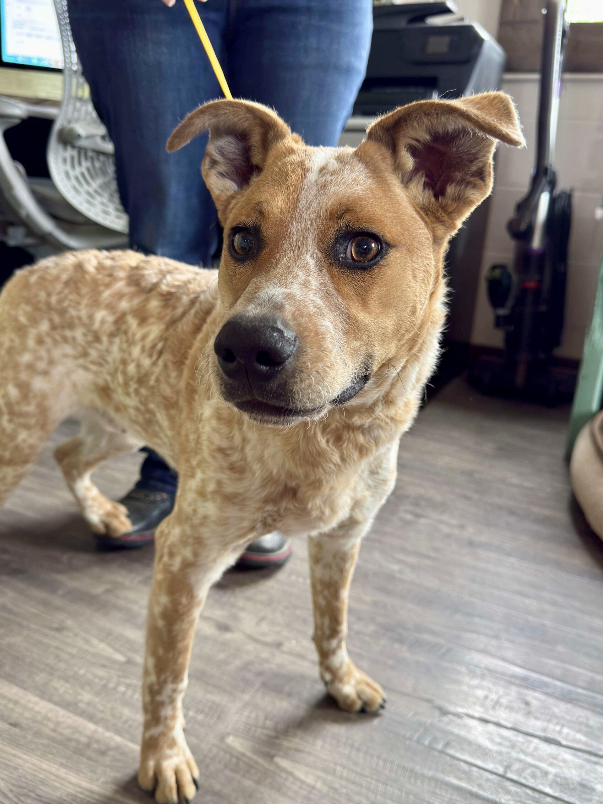 Kai, an adoptable Australian Cattle Dog / Blue Heeler in Dillon, MT, 59725 | Photo Image 1