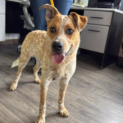 Kai, an adoptable Australian Cattle Dog / Blue Heeler in Dillon, MT, 59725 | Photo Image 2