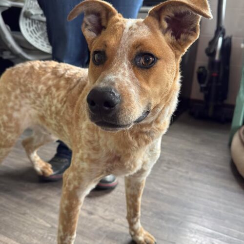 Kai, an adoptable Australian Cattle Dog / Blue Heeler in Dillon, MT, 59725 | Photo Image 3