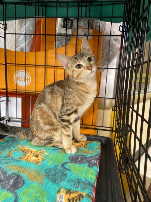 Tiger, Adult Female Domestic Short Hair