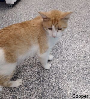 Primary Color Orange Secondary Color White Weight 1387lbs Age 2yrs 0mths 1wks Animal has been N