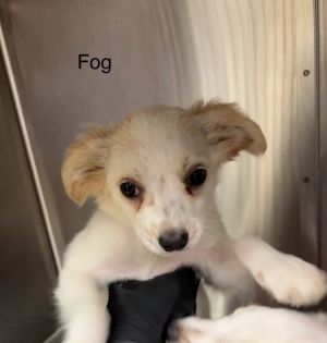 Fog Spaniel Dog