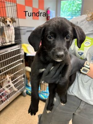 Primary Color Black Secondary Color White Weight 1118lbs Age 0yrs 0mths 9wks Animal has been Sp