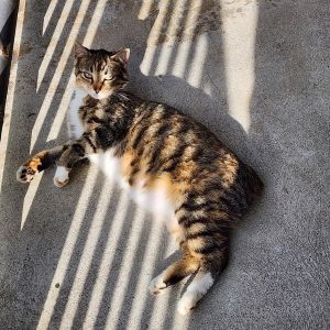 Hello there Im Serafina A gentle soul with a heart full of love Ive raised my kittens with car