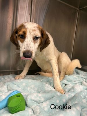 Primary Color White Secondary Color Brown Weight 289lbs Age 0yrs 7mths 1wks Animal has been Spa