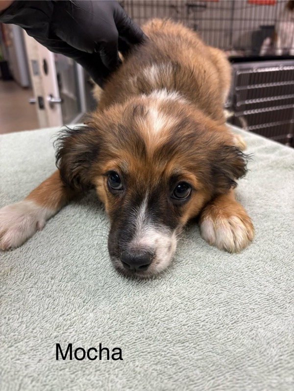 Photo of Baby Male Spaniel 