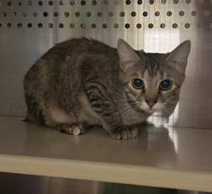 Scar Domestic Short Hair Cat
