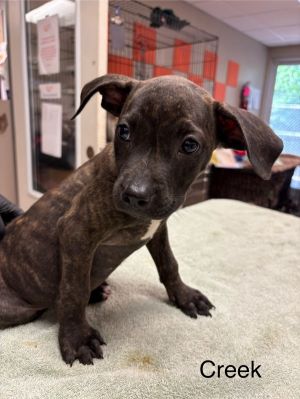 Primary Color Brindle Weight 88lbs Age 0yrs 0mths 8wks Animal has been Neutered