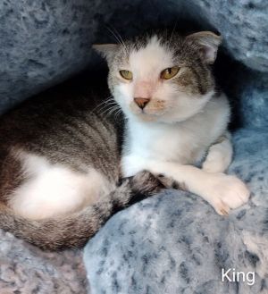 King Domestic Short Hair Cat