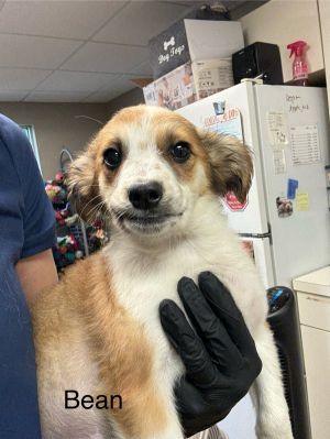 Primary Color Tan Secondary Color White Weight 102lbs Age 0yrs 0mths 10wks Animal has been Neut