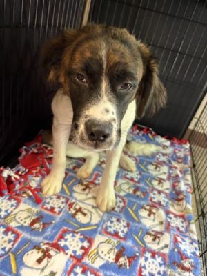 Primary Color Tri Color Weight 442lbs Age 0yrs 6mths 0wks Animal has been Spayed