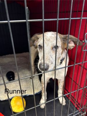 Primary Color Red Secondary Color White Weight 228lbs Age 0yrs 7mths 2wks Animal has been Neute