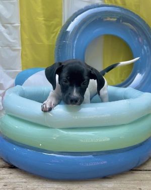 Primary Color White Secondary Color Black Weight 1087lbs Age 0yrs 0mths 10wks Animal has been N