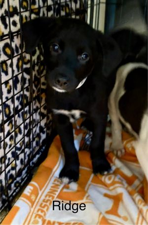 Primary Color Black Weight 1187lbs Age 0yrs 0mths 9wks Animal has been Spayed
