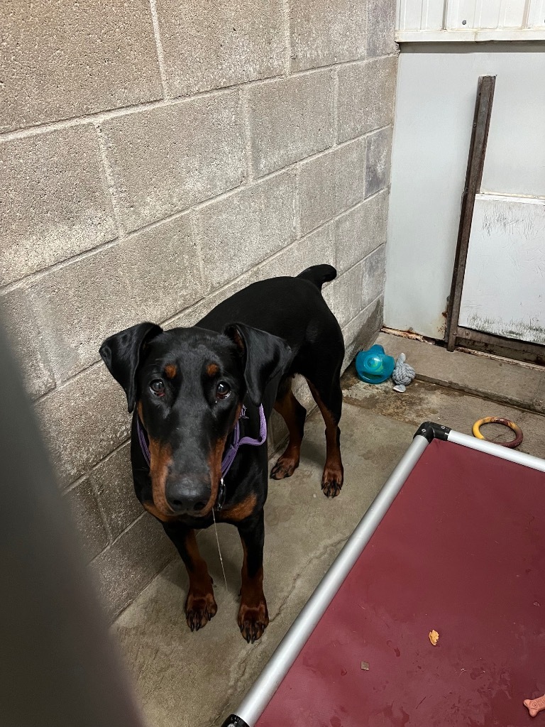 Allie, an adoptable Doberman Pinscher, Mixed Breed in Virginia, MN, 55792 | Photo Image 1
