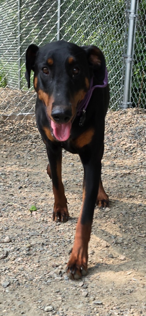 Allie, an adoptable Doberman Pinscher, Mixed Breed in Virginia, MN, 55792 | Photo Image 2