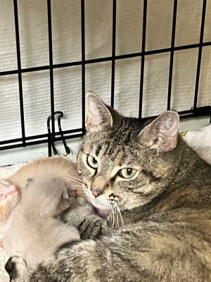 Cassey, Adult Female Abyssinian