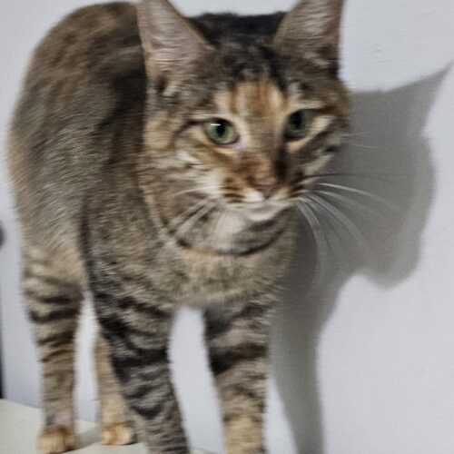 Tabasco McSnuggles, an adoptable Pixiebob in Biloxi, MS, 39532 | Photo Image 4