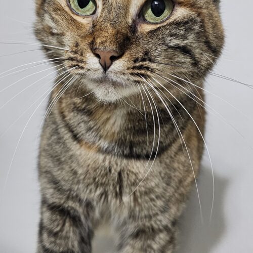 Tabasco McSnuggles, an adoptable Pixiebob in Biloxi, MS, 39532 | Photo Image 5