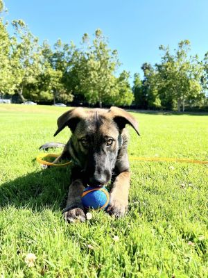 Basil a member of the Basil and Jaxon duo is thriving in her foster home This gorgeous sable pupp