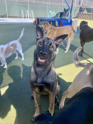 Basil is thriving in her foster home This gorgeous sable puppy shares her home with a fantastic res