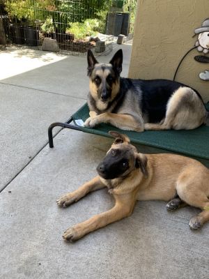 We are excited to introduce Jaxon and Basil two littermates who were found on a rural road a few we